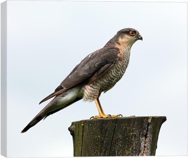 Male Sparrowhawk Canvas Print by Grant Glendinning