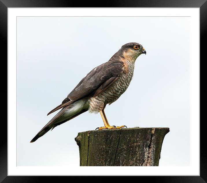 Male Sparrowhawk Framed Mounted Print by Grant Glendinning