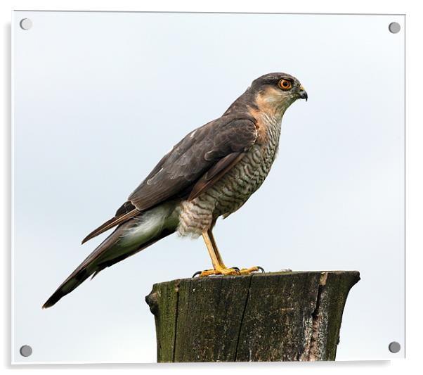 Male Sparrowhawk Acrylic by Grant Glendinning