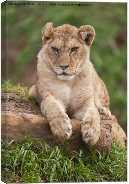 Lion Cub's Paws for Thought Canvas Print by rawshutterbug 