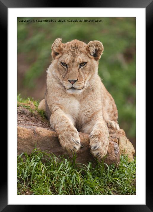 Lion Cub's Paws for Thought Framed Mounted Print by rawshutterbug 
