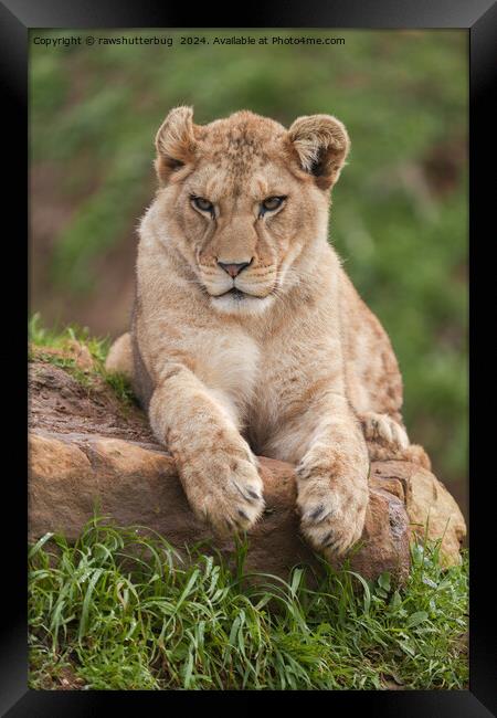 Lion Cub's Paws for Thought Framed Print by rawshutterbug 
