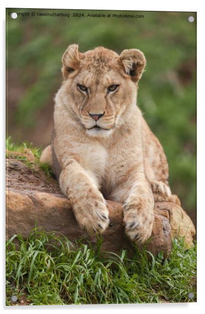 Lion Cub's Paws for Thought Acrylic by rawshutterbug 