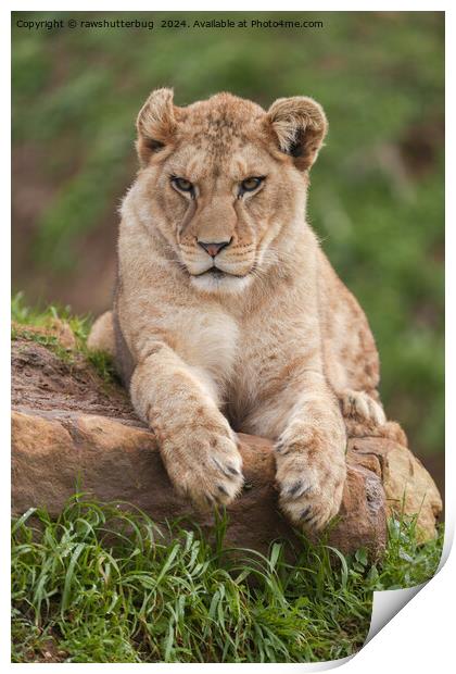 Lion Cub's Paws for Thought Print by rawshutterbug 