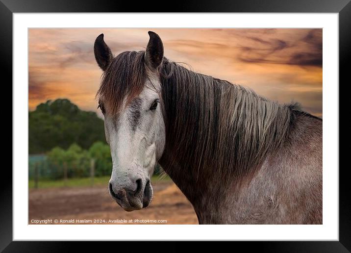 Animal horse Framed Mounted Print by Ronald Haslam