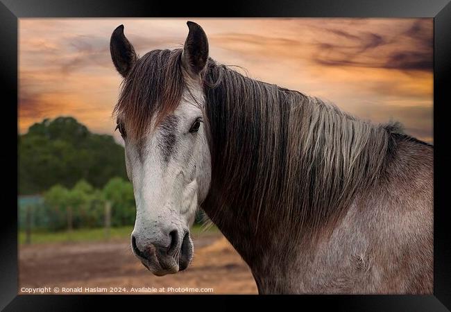 Animal horse Framed Print by Ronald Haslam