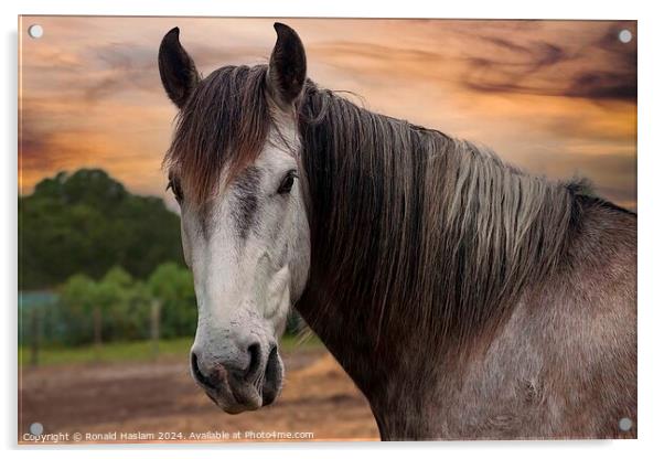 Animal horse Acrylic by Ronald Haslam