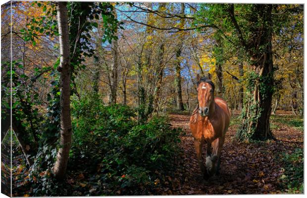 Woods and horse Canvas Print by Peter Bolton