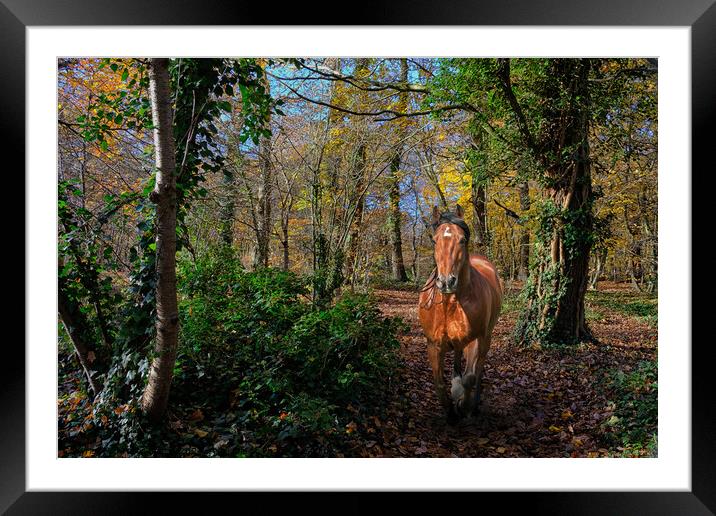 Woods and horse Framed Mounted Print by Peter Bolton