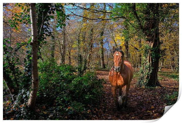 Woods and horse Print by Peter Bolton