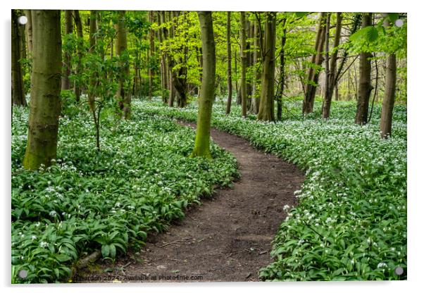 Wild Garlic Wood 1 Acrylic by Richard Burdon