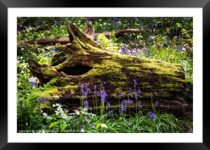 Bluebell Woods Peak District Framed Mounted Print by Craig Yates