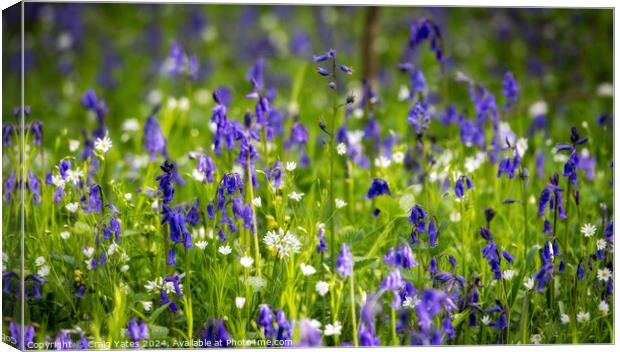Bluebell Woods Peak District National Park. Canvas Print by Craig Yates