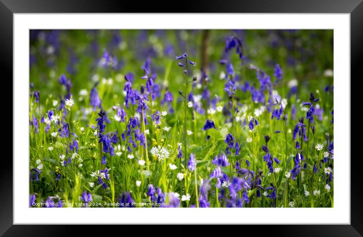Bluebell Woods Peak District National Park. Framed Mounted Print by Craig Yates