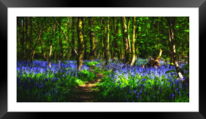 Bluebell Wood Nottingham. Framed Mounted Print by Craig Yates