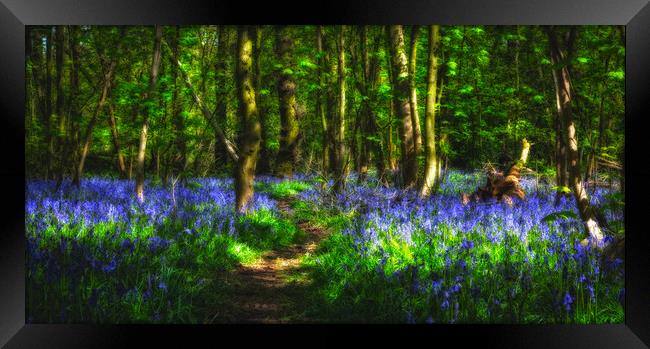 Bluebell Wood Nottingham. Framed Print by Craig Yates