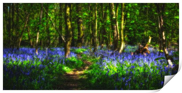 Bluebell Wood Nottingham. Print by Craig Yates
