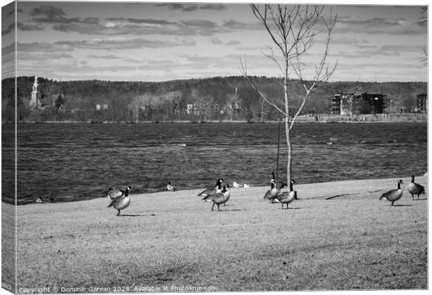 Canadian Geese By The River Canvas Print by Dominic Gareau