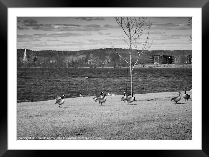 Canadian Geese By The River Framed Mounted Print by Dominic Gareau