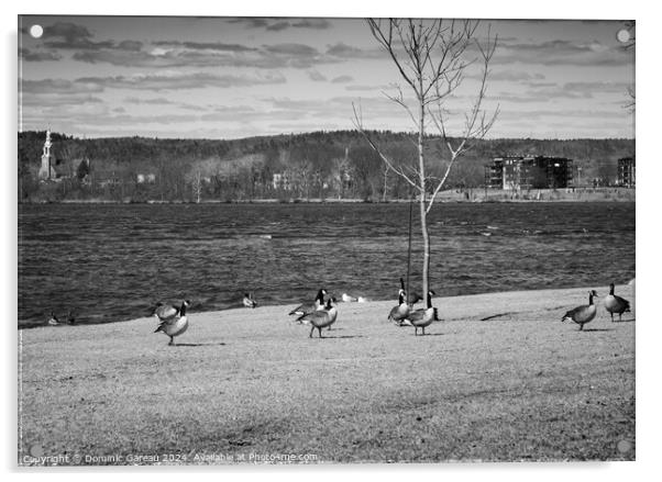 Canadian Geese By The River Acrylic by Dominic Gareau