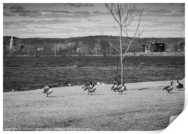 Canadian Geese By The River Print by Dominic Gareau
