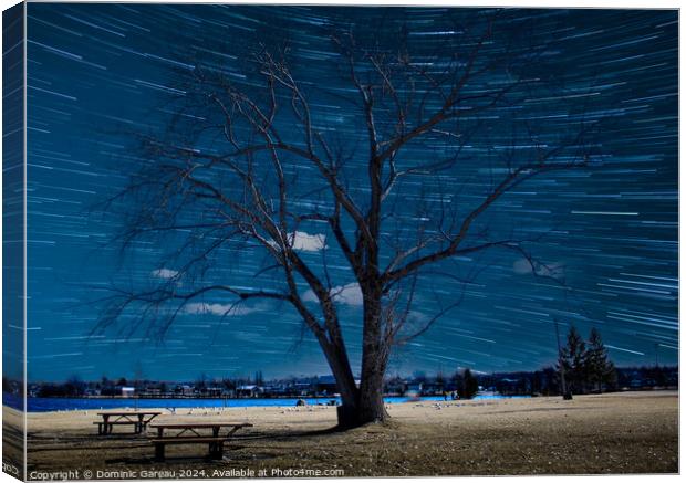 Star Trails Behind Tree Canvas Print by Dominic Gareau