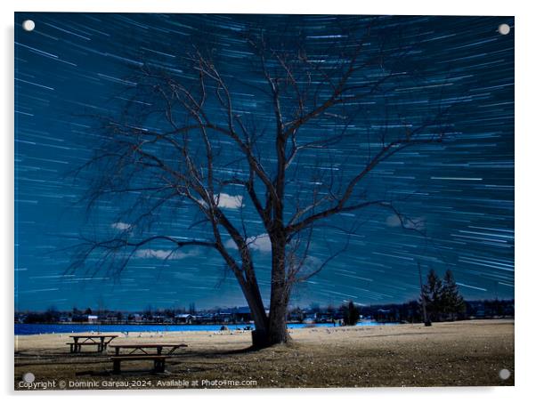 Star Trails Behind Tree Acrylic by Dominic Gareau