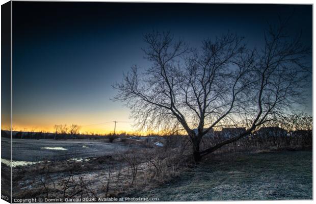 Tree At Sunrise Canvas Print by Dominic Gareau