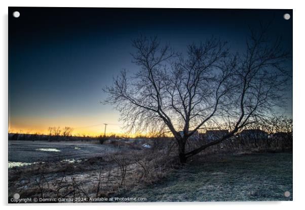 Tree At Sunrise Acrylic by Dominic Gareau