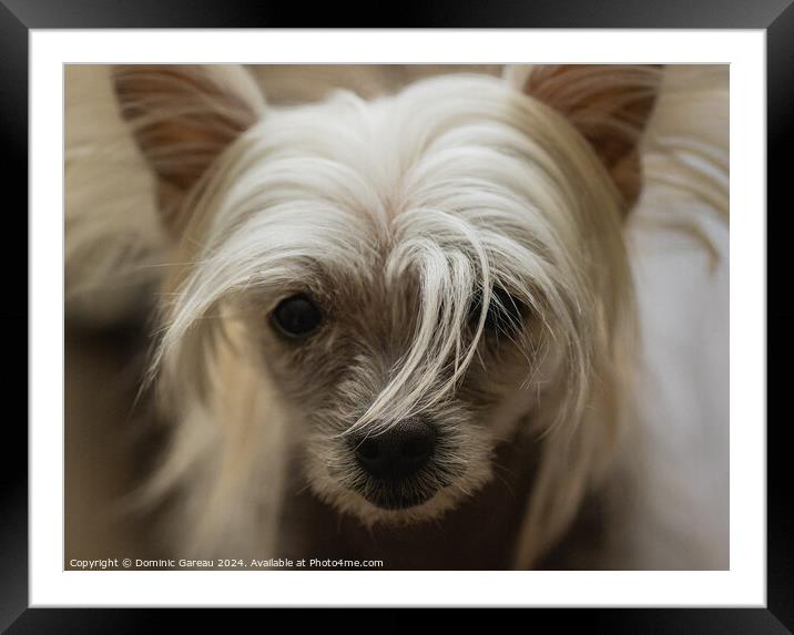 Chinese Crested Puppy Framed Mounted Print by Dominic Gareau