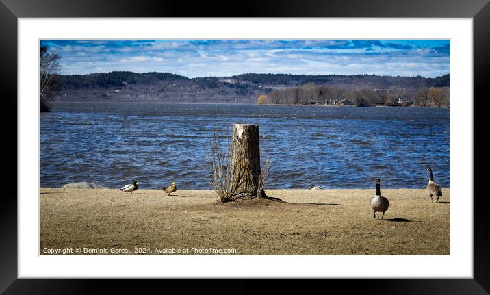 Lone Trunk Framed Mounted Print by Dominic Gareau