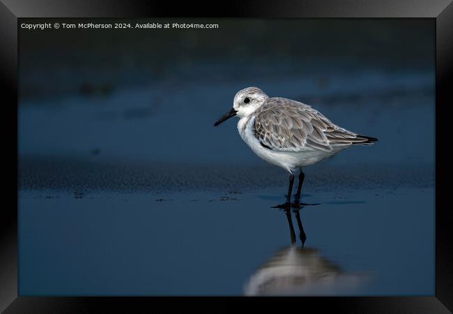 Sanderling Framed Print by Tom McPherson