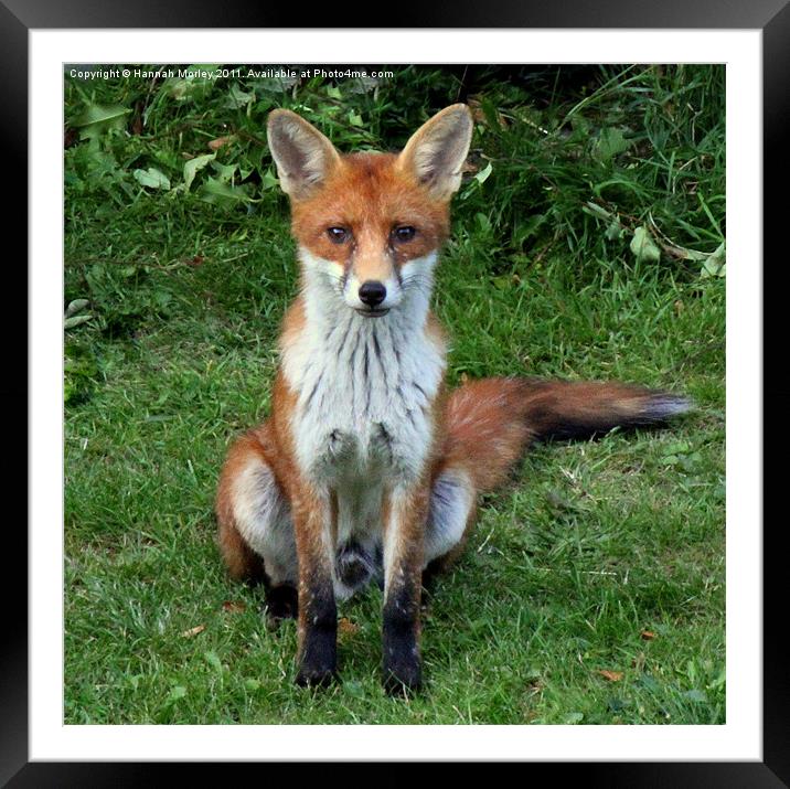 Young Urban Fox Framed Mounted Print by Hannah Morley