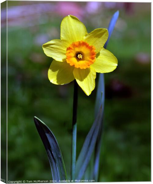 Single Daffodil Canvas Print by Tom McPherson