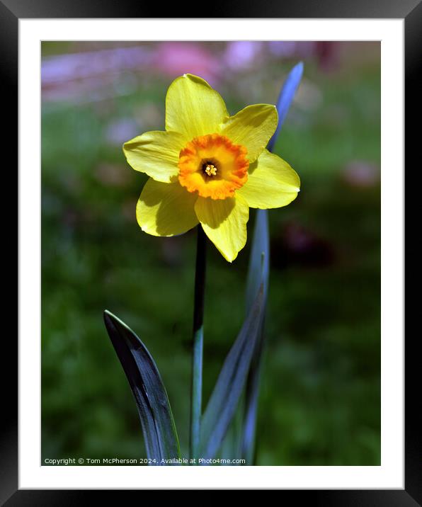 Single Daffodil Framed Mounted Print by Tom McPherson