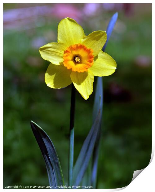 Single Daffodil Print by Tom McPherson