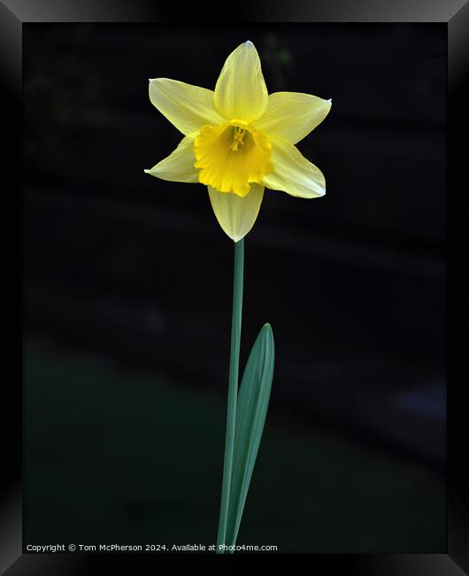 Single Daffodil Framed Print by Tom McPherson