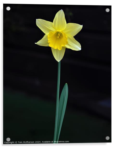 Single Daffodil Acrylic by Tom McPherson