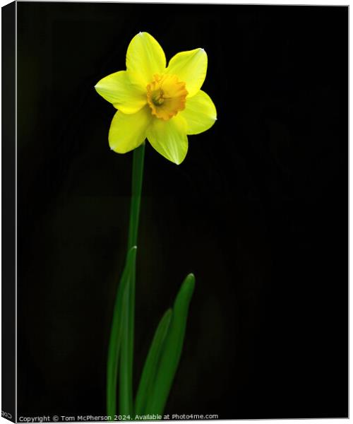 Single Daffodil Canvas Print by Tom McPherson