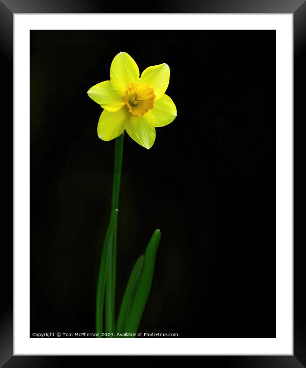 Single Daffodil Framed Mounted Print by Tom McPherson