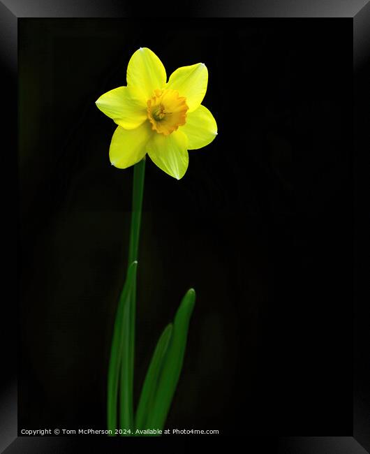 Single Daffodil Framed Print by Tom McPherson