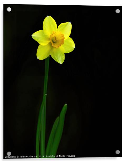 Single Daffodil Acrylic by Tom McPherson