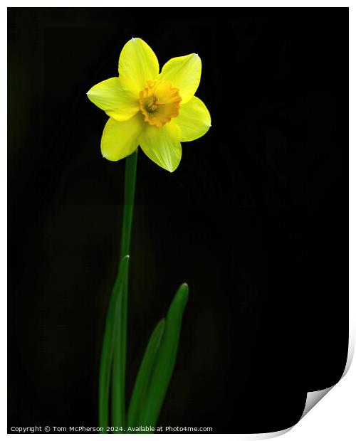 Single Daffodil Print by Tom McPherson
