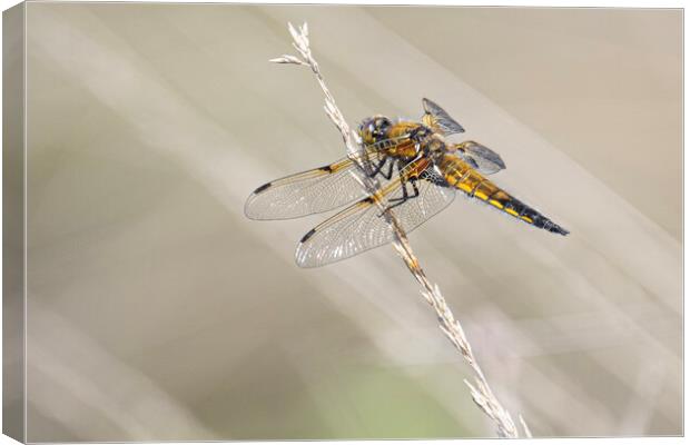 dragonfly, Broad-bodied chaser Canvas Print by kathy white