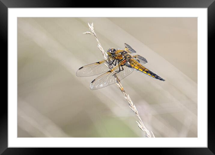 dragonfly, Broad-bodied chaser Framed Mounted Print by kathy white