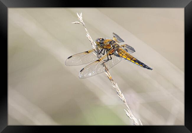 dragonfly, Broad-bodied chaser Framed Print by kathy white