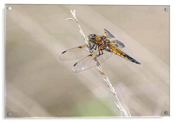 dragonfly, Broad-bodied chaser Acrylic by kathy white