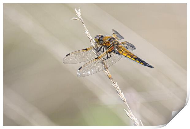 dragonfly, Broad-bodied chaser Print by kathy white