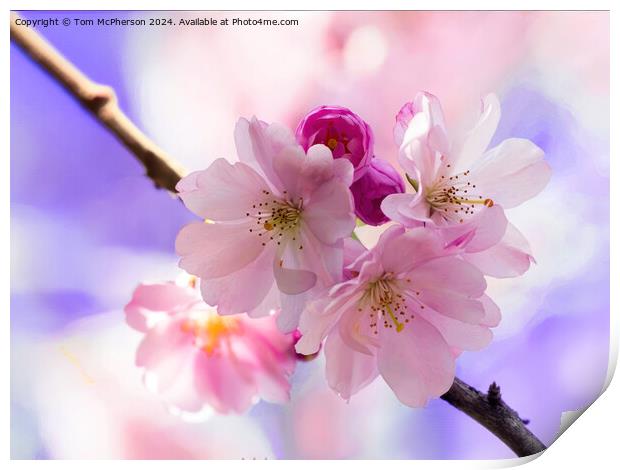 Japanese flowering cherry  Print by Tom McPherson