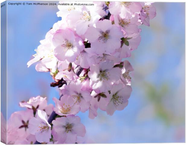 Japanese flowering cherry  Canvas Print by Tom McPherson